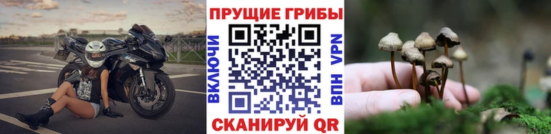 Псилоцибиновые грибы MAGIC MUSHROOMS  где купить наркоту  Верхняя Салда 